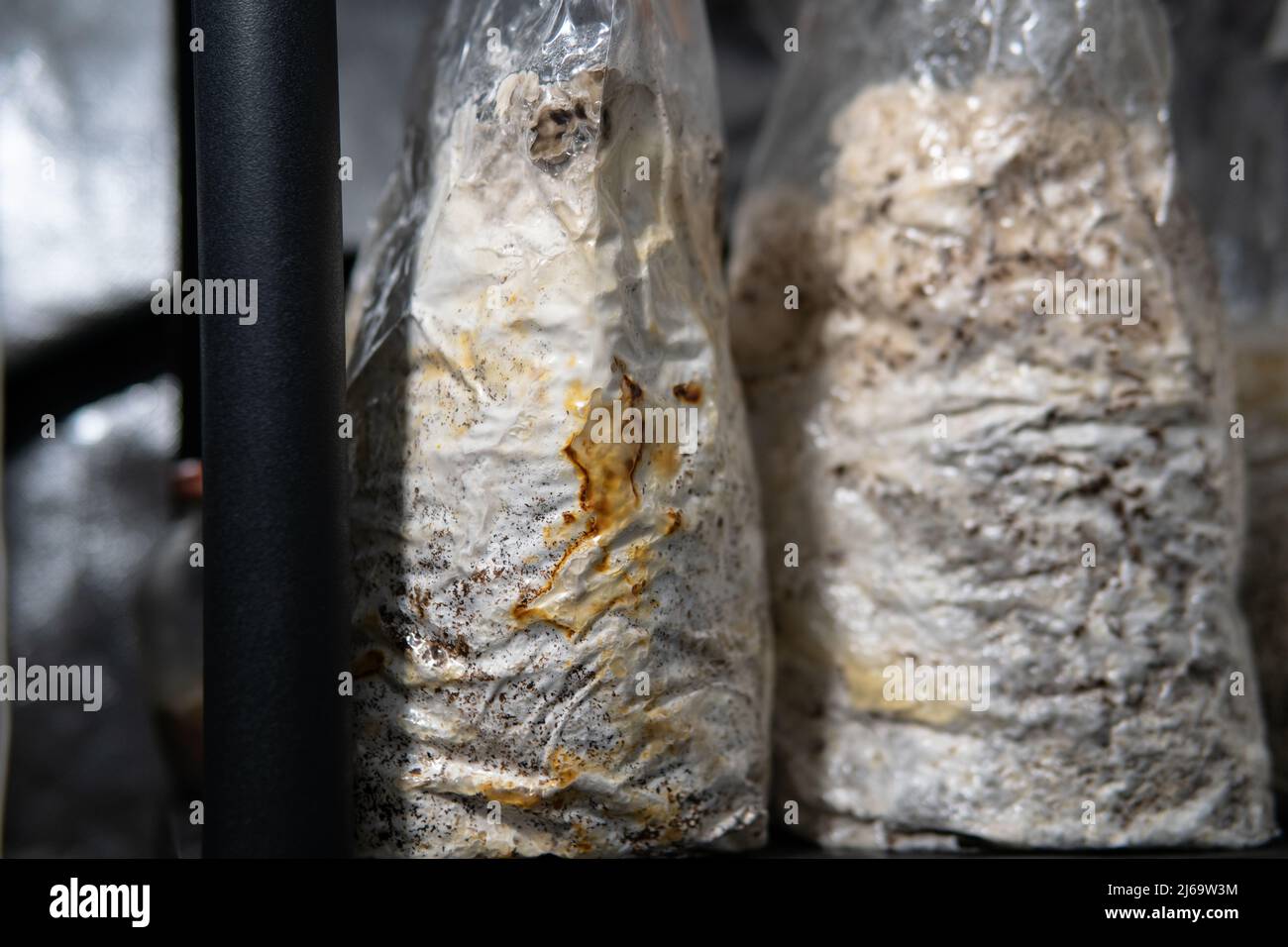 growing mushrooms in plastic bags. Cultivation of medicinal mush Stock