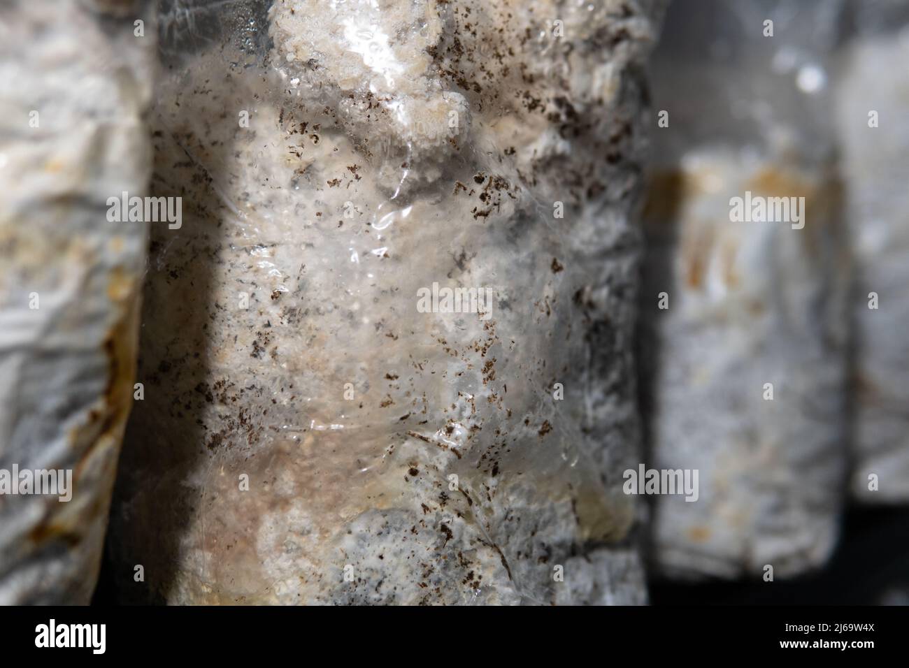 growing mushrooms in plastic bags. Cultivation of exotic mushroo Stock