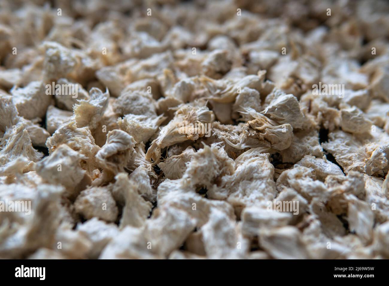 Hericium erinaceus Medicinal mushrooms for mental health. Lion Stock