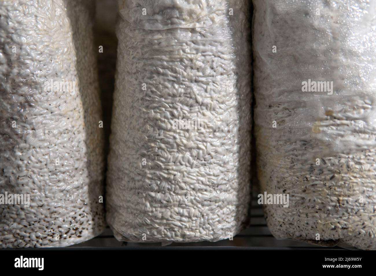 growing mushrooms in plastic bags. Cultivation of exotic mushroo Stock