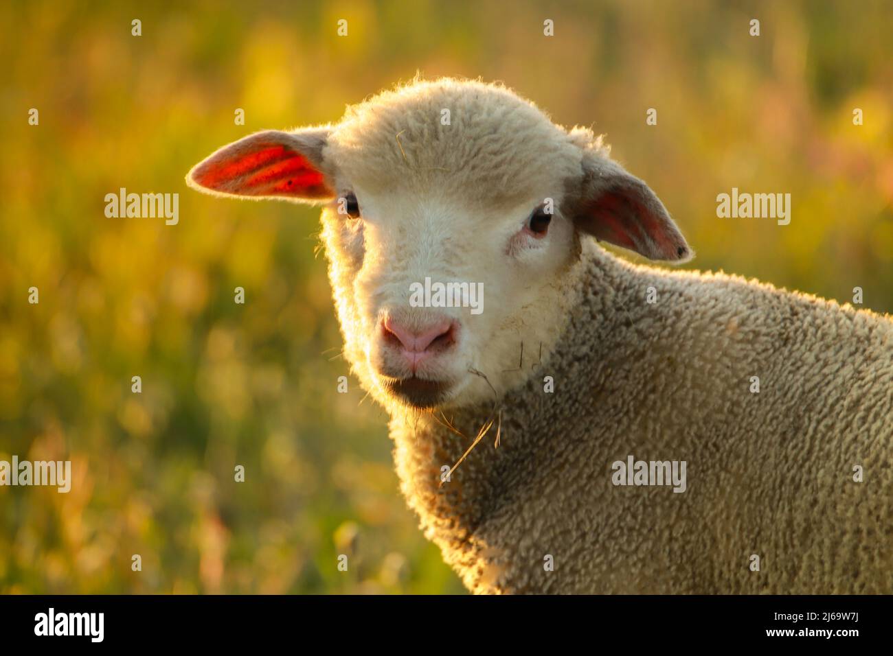 Baby sheep in a field Stock Photo