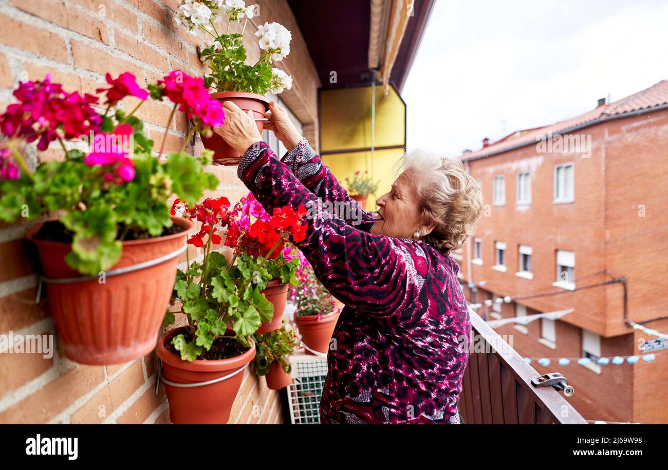 Senior woman taking care of plants in her house Stock Photo