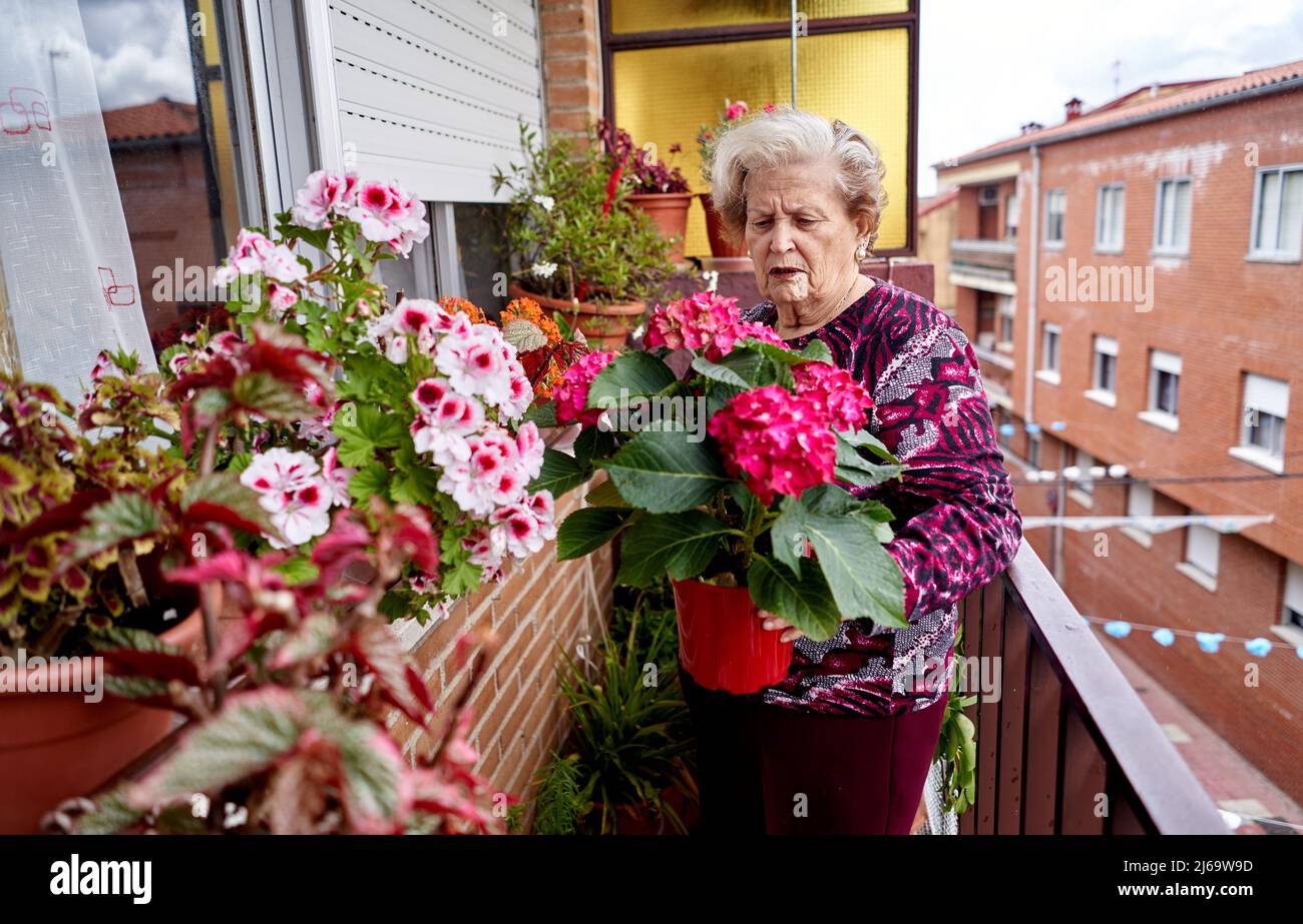 Senior woman taking care of her potted plants on balcony at home Stock ...