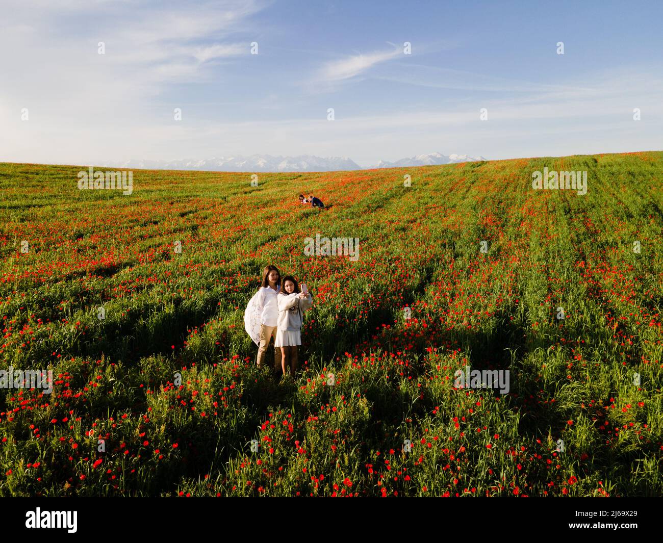 Poppy fields near Leninskoe village near the city of Bishkek in