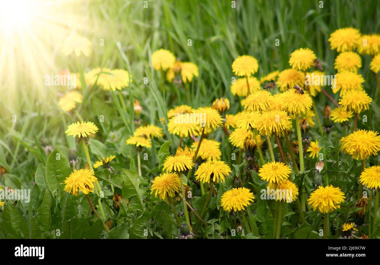 Dandelions in the sun hi-res stock photography and images - Alamy