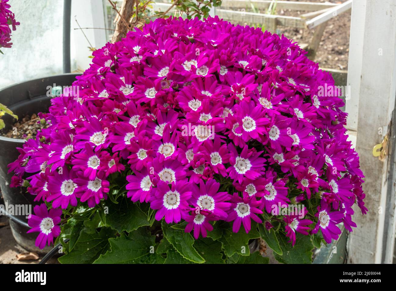 Cineraria Star Wars (Pericallis x hybrida) pot plants grown in a greenhouse, also called Senecio cruentus Stock Photo