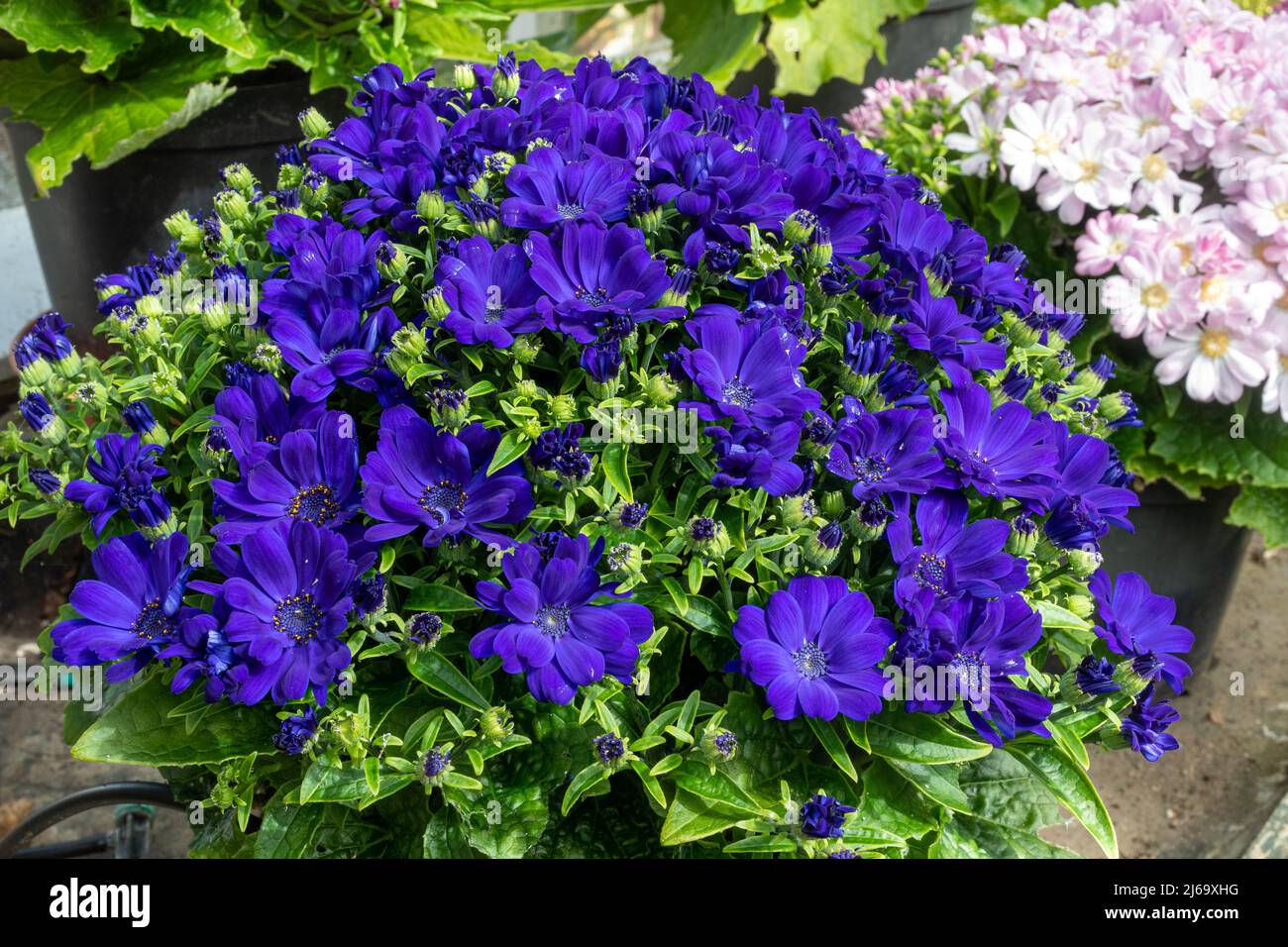 Cineraria Star Wars (Pericallis x hybrida) pot plants grown in a greenhouse, also called Senecio cruentus Stock Photo