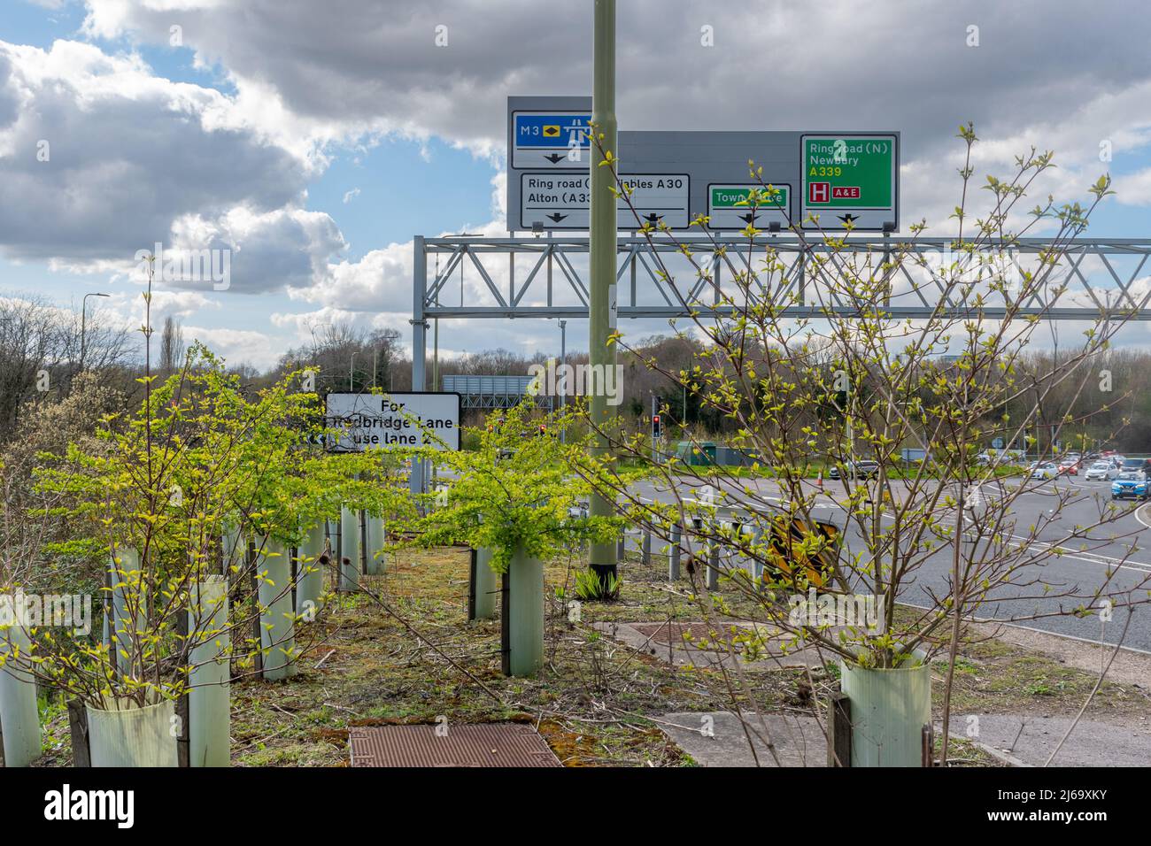 Trees planted beside a main road and roundabout near Basingstoke, Hampshire, England, UK, to help with air quality and climate change Stock Photo