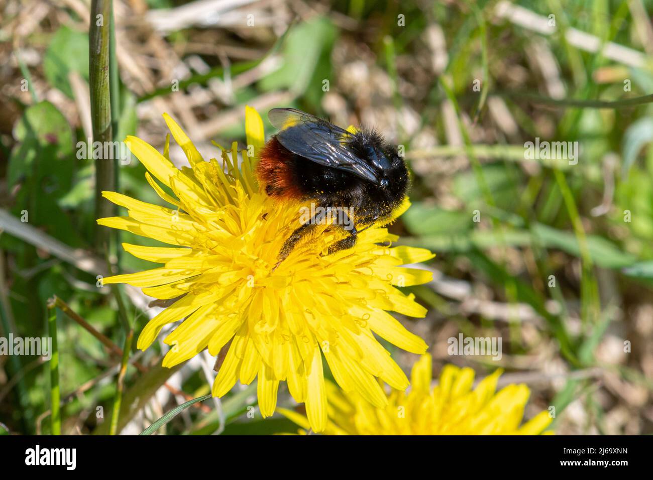 Red-tailed bumblebee (Bombus lapidarius), an insect pollinator, feeding on nectar from a dandelion wildflower, UK Stock Photo