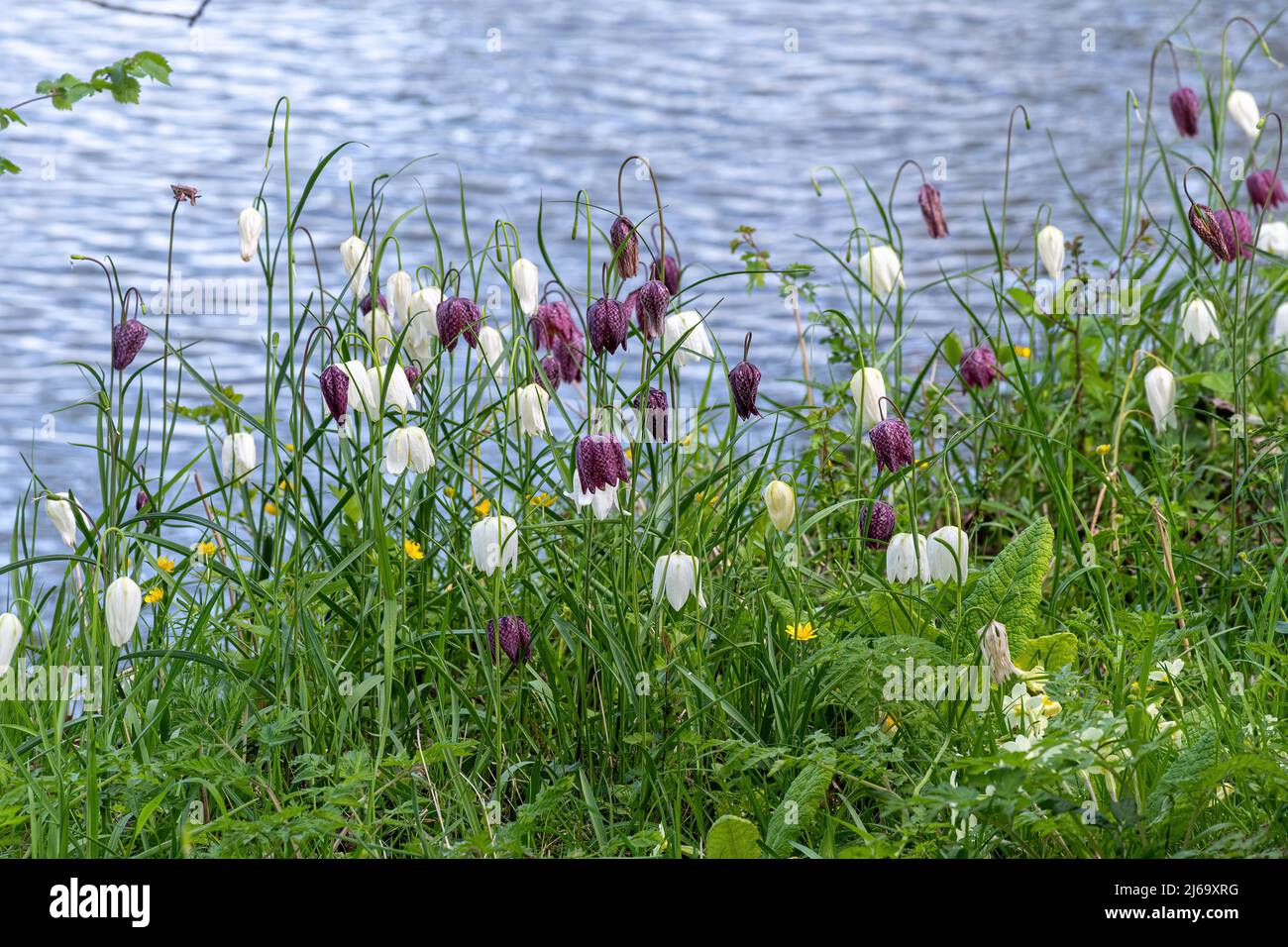 Snakeshead fritillaries (Fritillaria meleagris) beside the river at Waterperry Gardens in Oxfordshire, England, UK Stock Photo