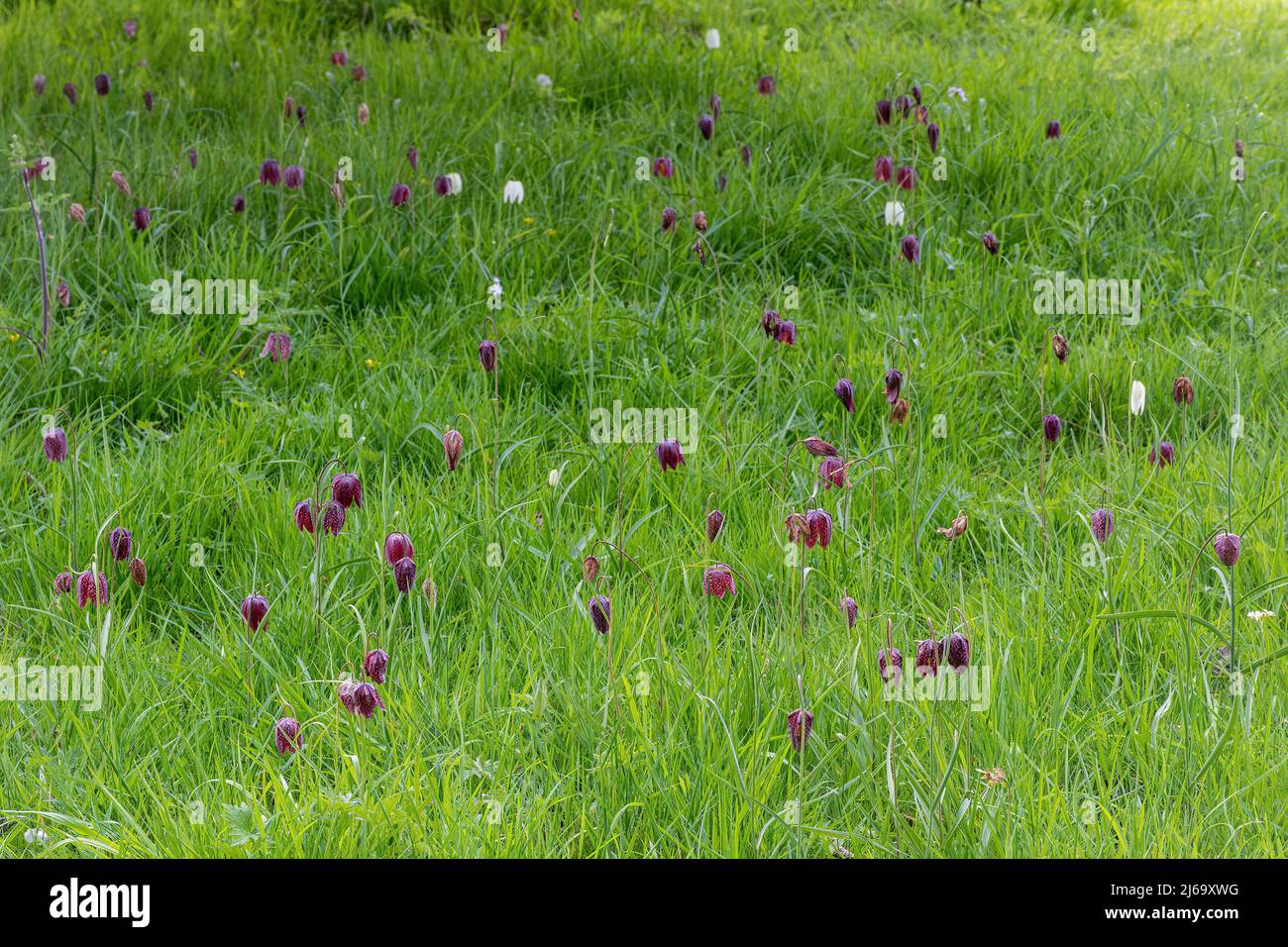 Snakeshead fritillary meadow at Waterperry Gardens, Oxfordshire, England, UK, during April or spring Stock Photo