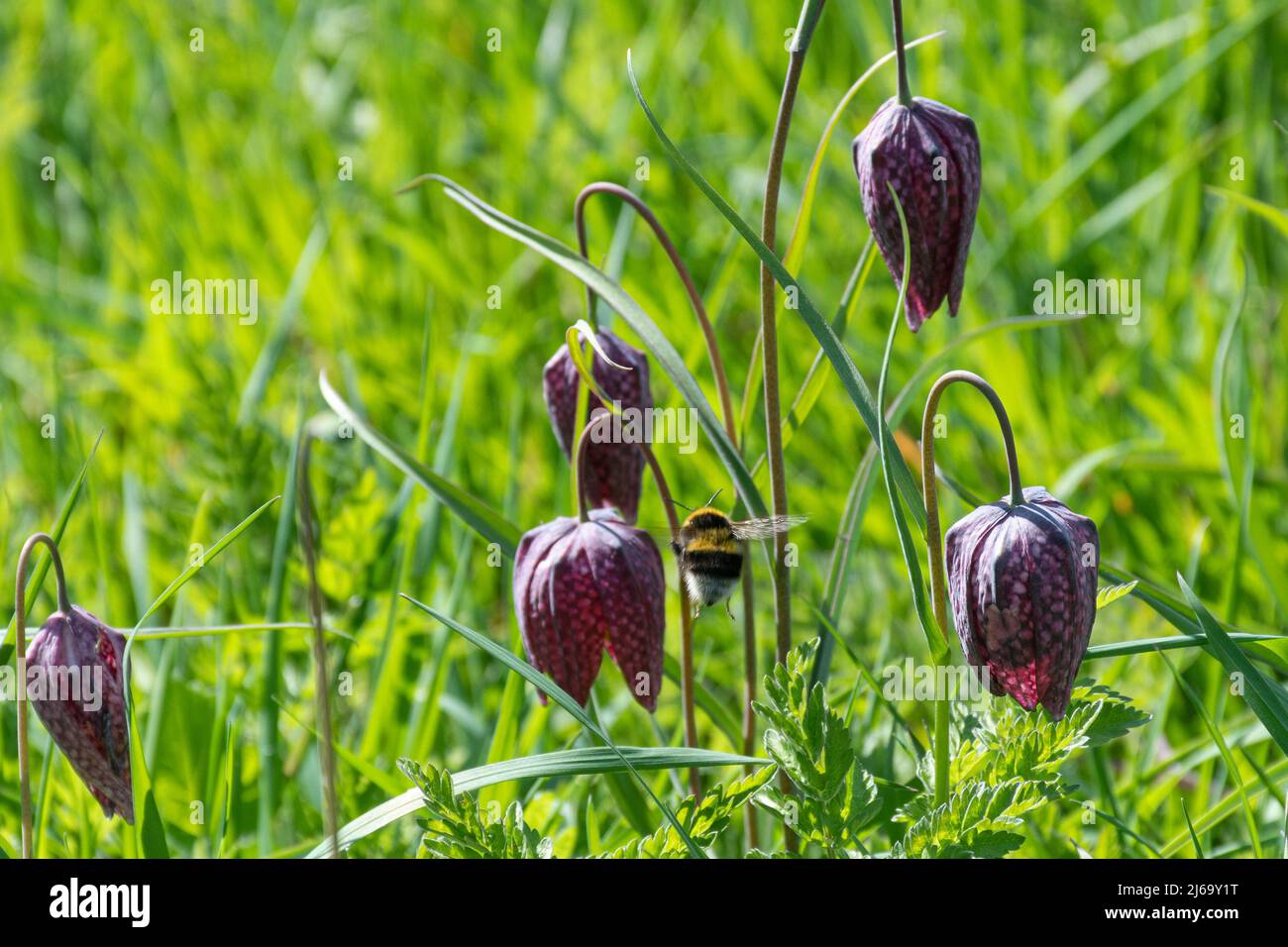 Bumblebee and snakeshead fritillaries (Fritillaria meleagris, snakes-head fritillary) in a wet wildflower meadow, Oxfordshire, England, UK Stock Photo