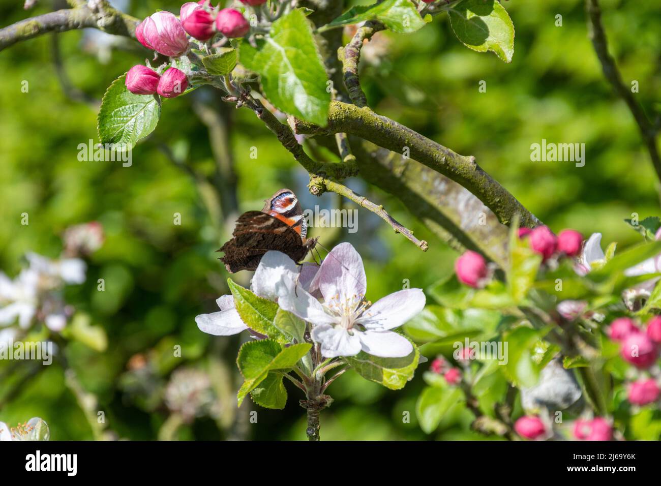 Peacock butterfly (Aglais io) nectaring on apple blossom during April or spring, England, UK Stock Photo