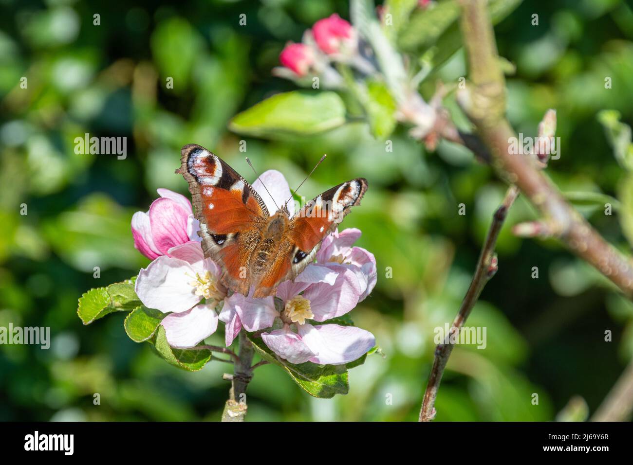 Peacock butterfly (Aglais io) nectaring on apple blossom during April or spring, England, UK Stock Photo