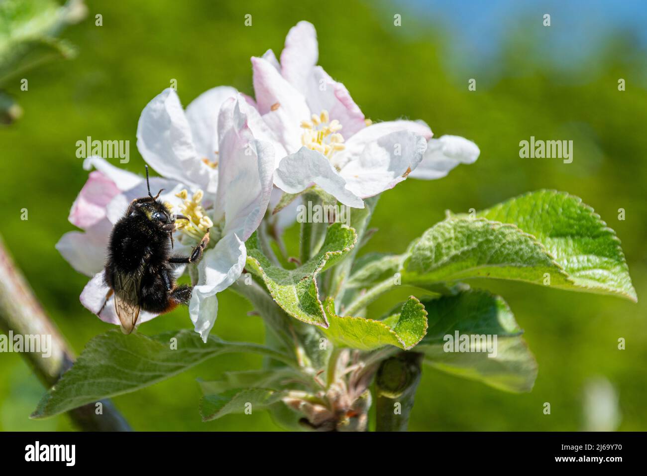 Red-tailed bumblebee (Bombus lapidarius), an insect pollinator, feeding on nectar from apple blossom, apple tree flowers, UK, during April Stock Photo