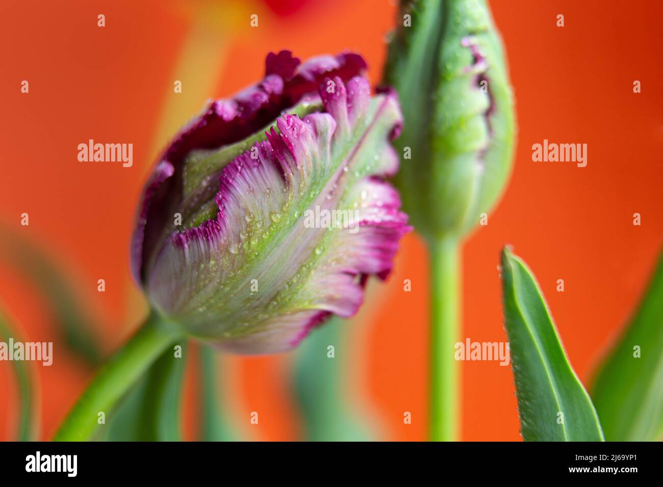Closeup photography of purple tulip head with water drops on it. Stock Photo