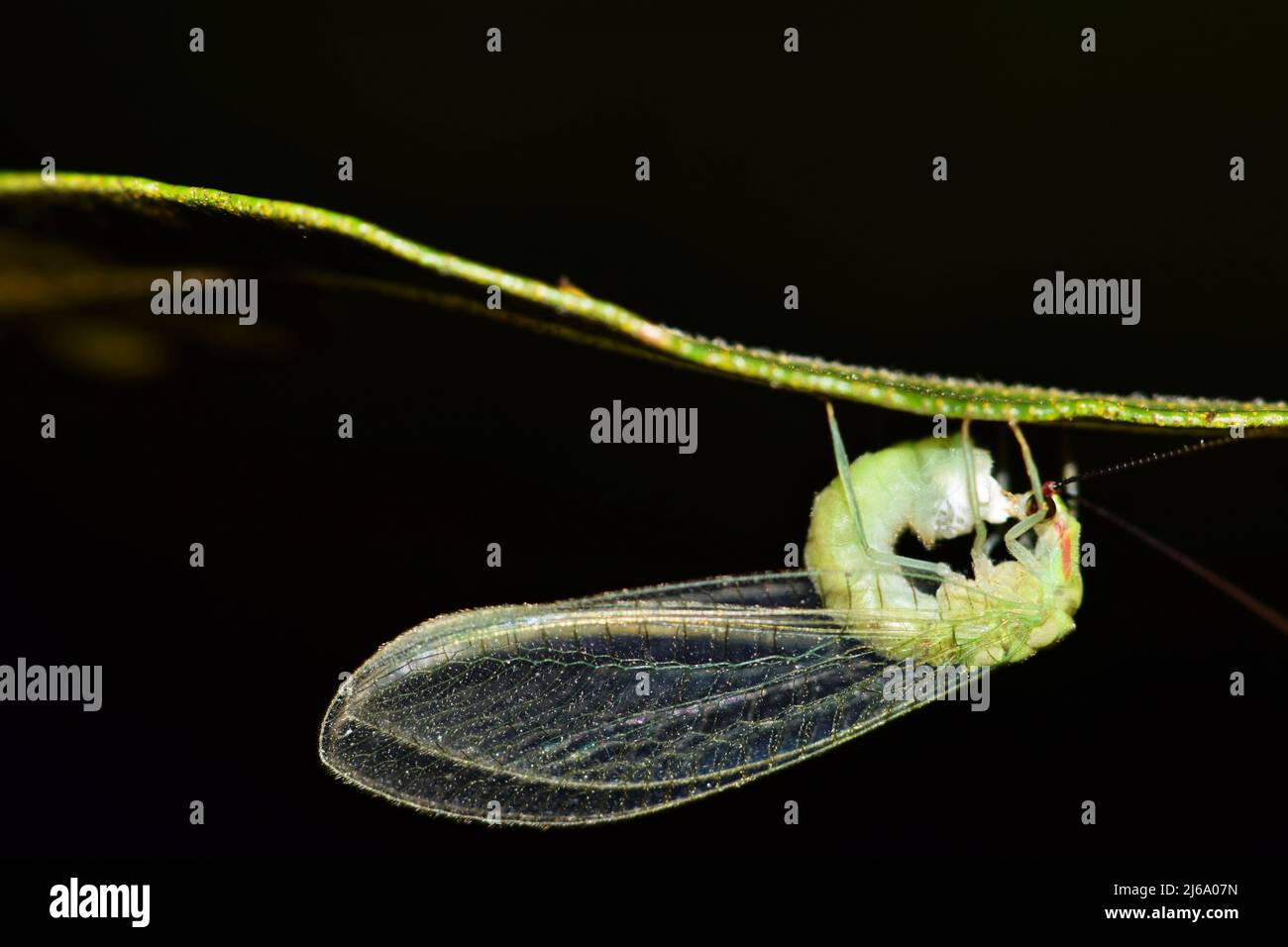 Adult female Green Lacewing secreting sticky liquid from abdomen to attach her eggs when she lays them to a plant stem. Nighttime insect behavior. Stock Photo