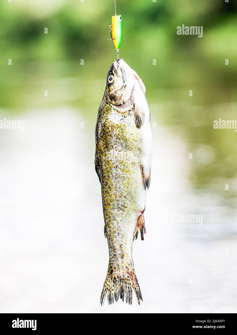 Spinning fishing trout in lakes. Brook trout. A close up rainbow trouts.  Still water trout fishing. Fishing. Close-up shut of a fish hook. Fisherman  Stock Photo - Alamy