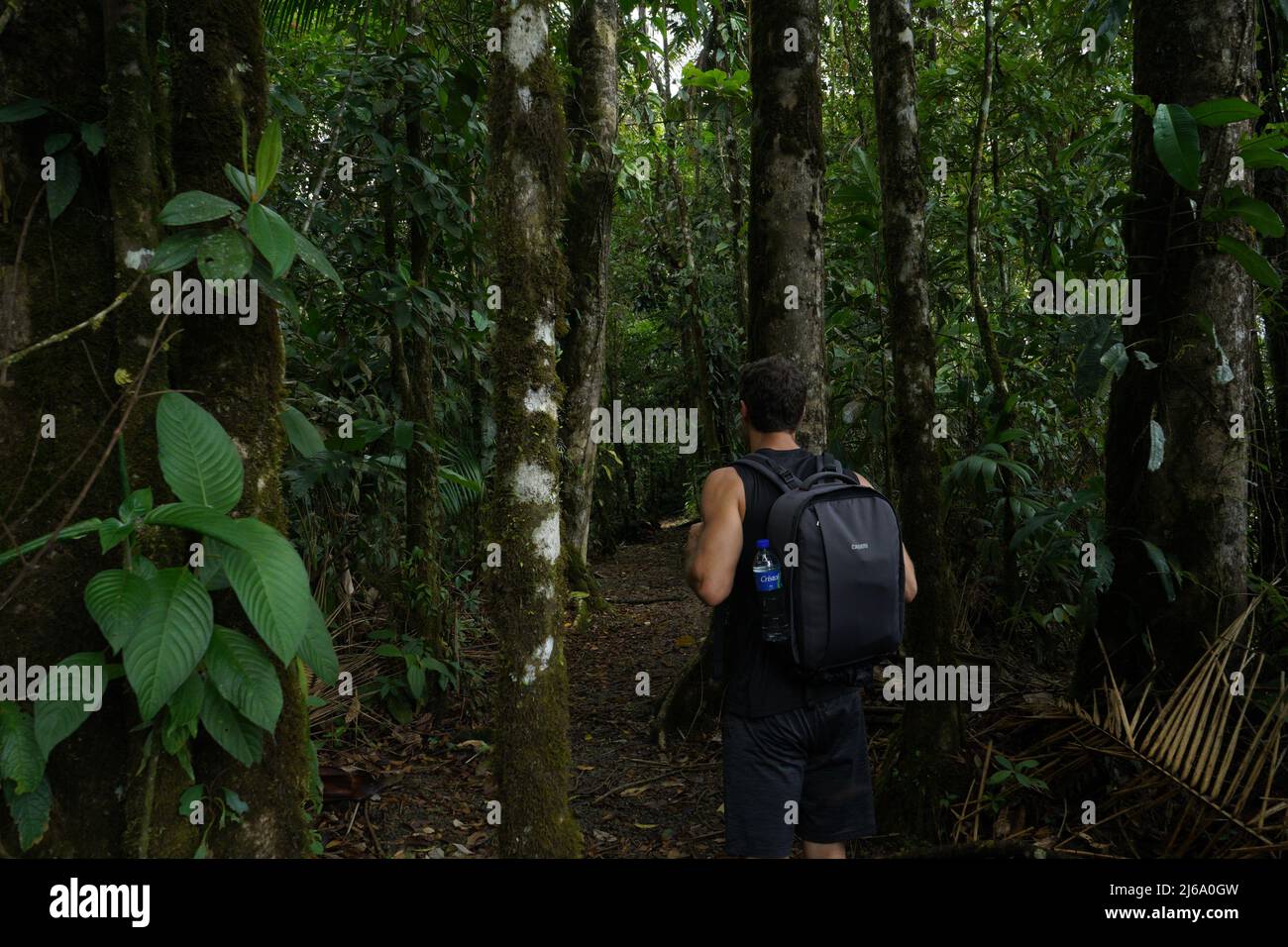Backpacker Hiking Through Central America Rainforest in Costa Rica Stock Photo