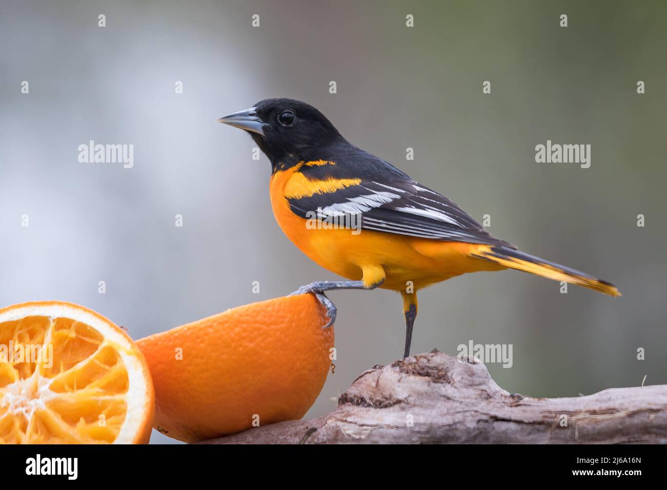 Male Baltimore Oriole feeding on oranges at feeder Stock Photo