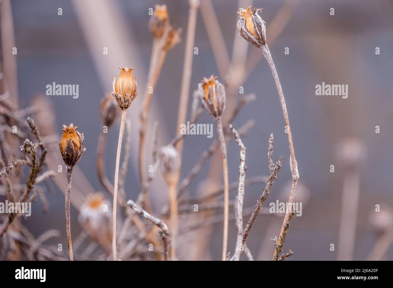 Dry brown wild long grass background image Stock Photo
