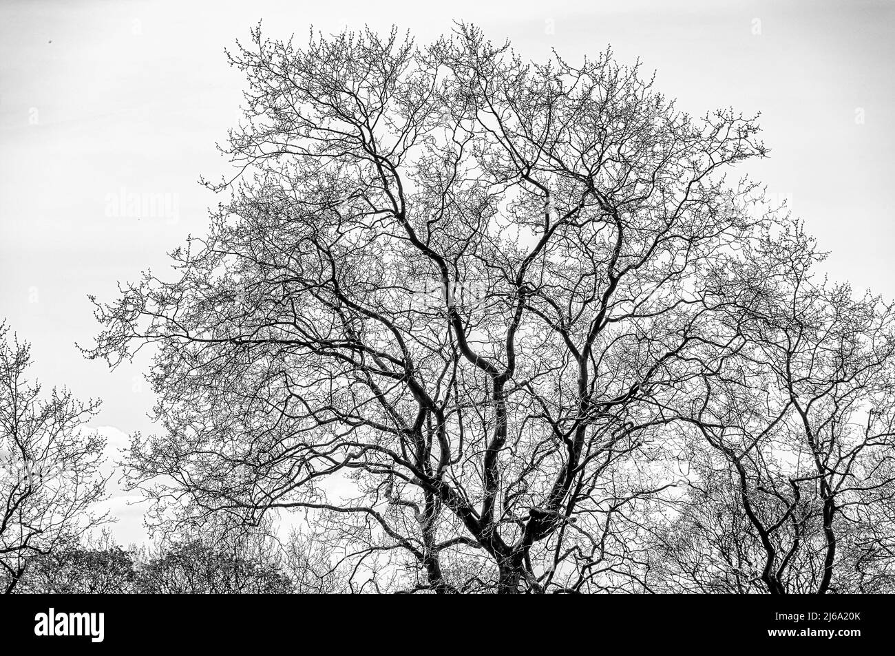 Tree silhouette on a sky background Black and White Stock Photos ...