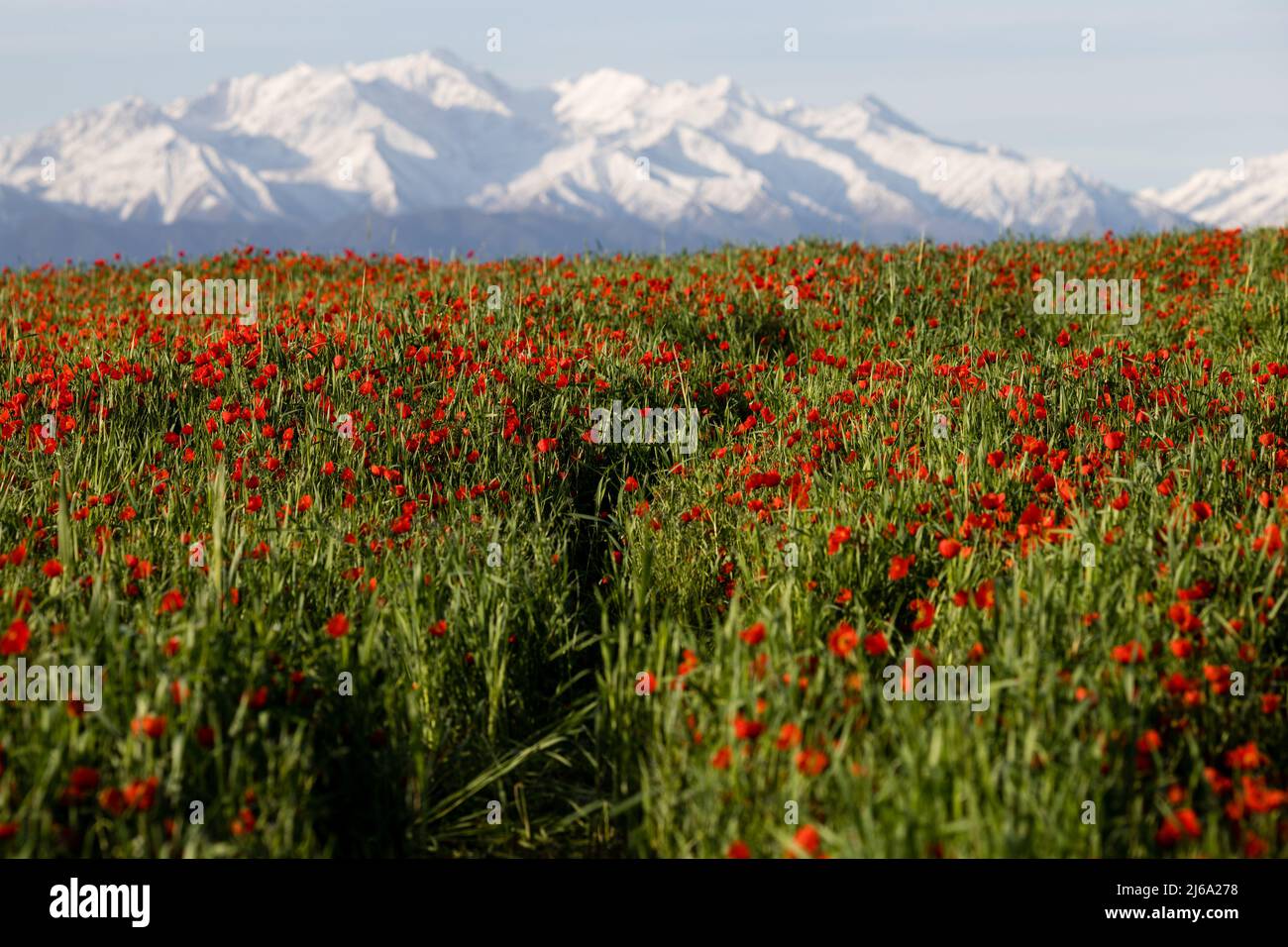 Poppy fields near Leninskoe village near the city of Bishkek in ...
