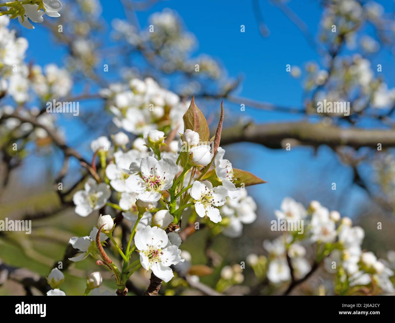 Bloosoms of the Nashi pear, Pyrus pyrifolia, in spring Stock Photo
