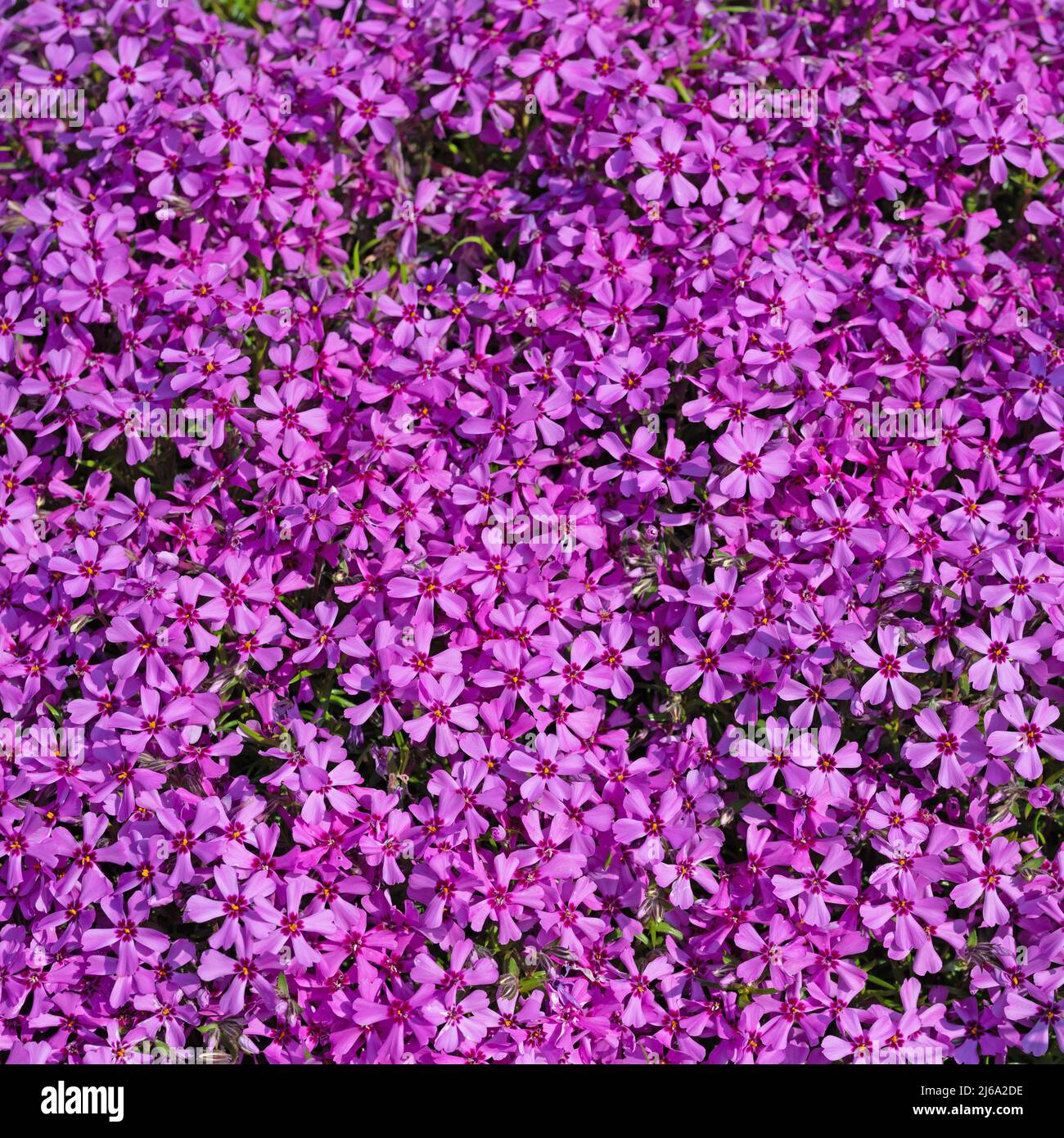 Flowering cushion phlox, Phlox subulata Stock Photo