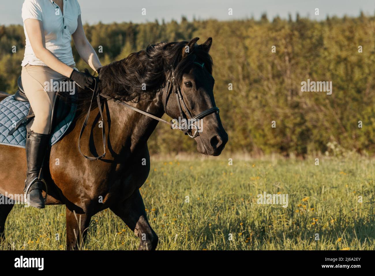 Horse with female rider upon back running in field. Stock Photo