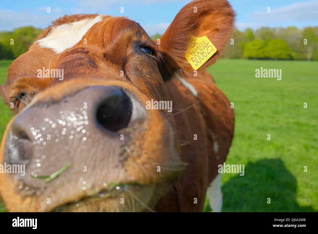 cow closeup of face in the fields next to Monton village Eccles Manchester UK Stock Photo