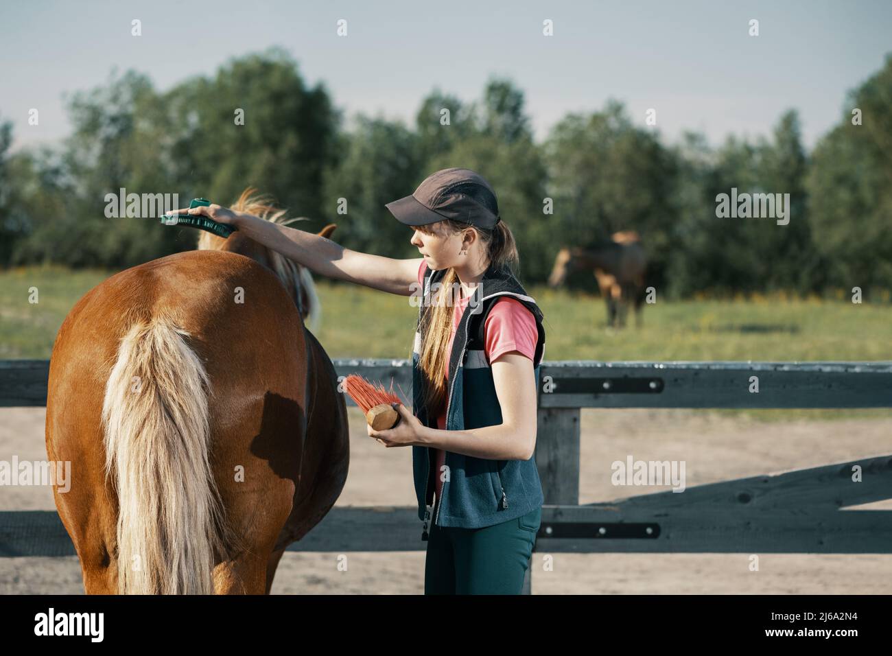 Teenage girl grooming horse with curry comb in outdoors. Stock Photo