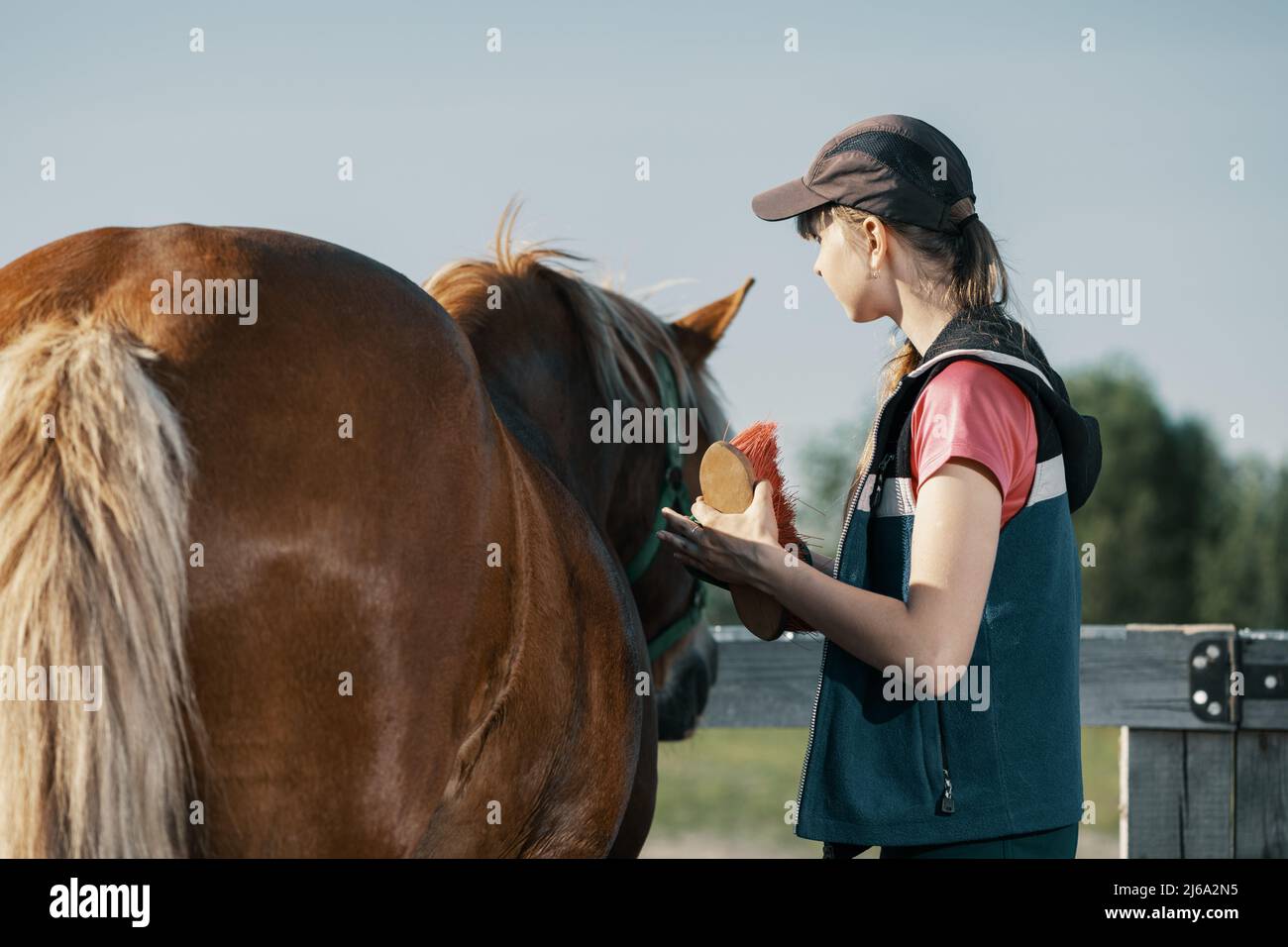 Caucasian teenage girl with dandy brush standing near horse in rural. Stock Photo
