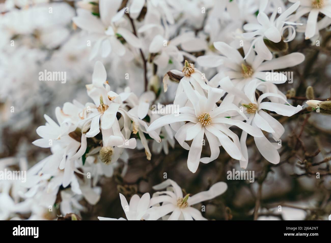 Star Magnolia blooming in spring. Blooming magnolia stellata tree. Star shape white flowers of magnolia. Spring season, sweet fragrance. Royal star ma Stock Photo