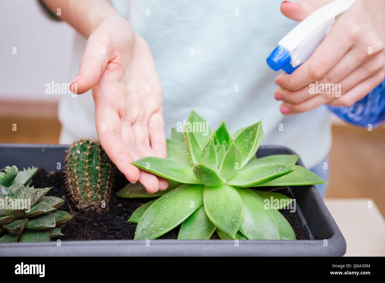A woman sprays succulent leaves from dust from a spray bottle. Houseplant  care, indoor garden house concept, care for desert plants or succulents  Stock Photo - Alamy