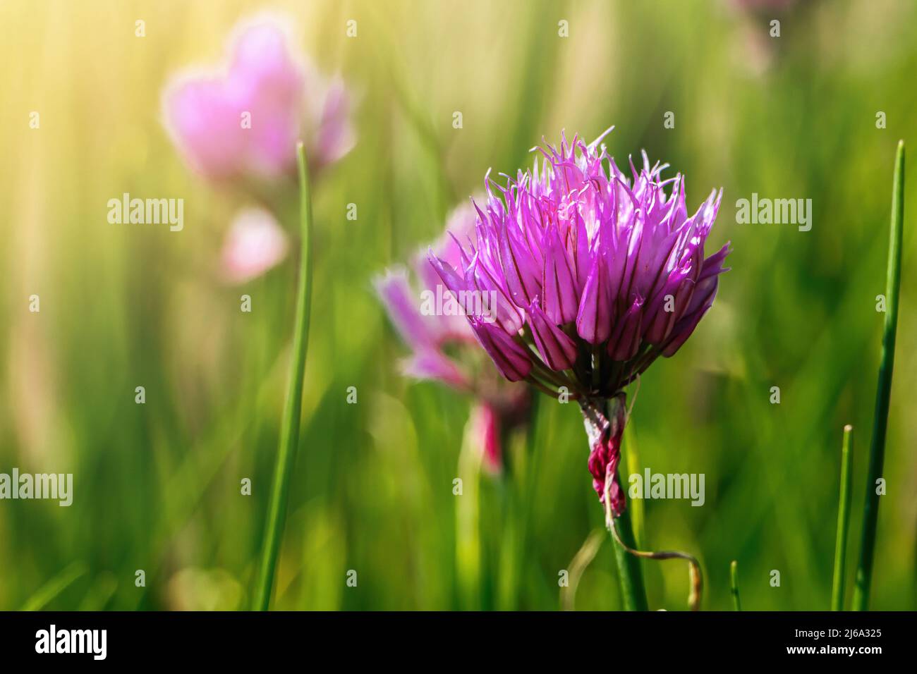 Violet wild onion Allium flowers in sun. Blooming wild spring plants