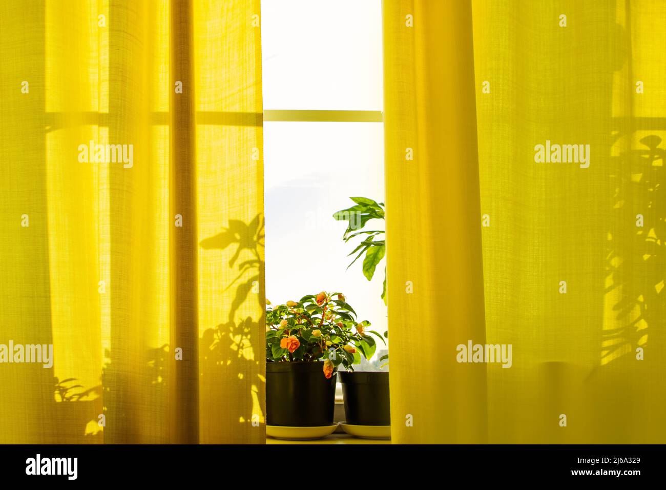 Growing houseplants in pots. Window with yellow curtains and flowers in sun. Home plant - impatiens. Spring lifestyle atmosphere at home. Stock Photo