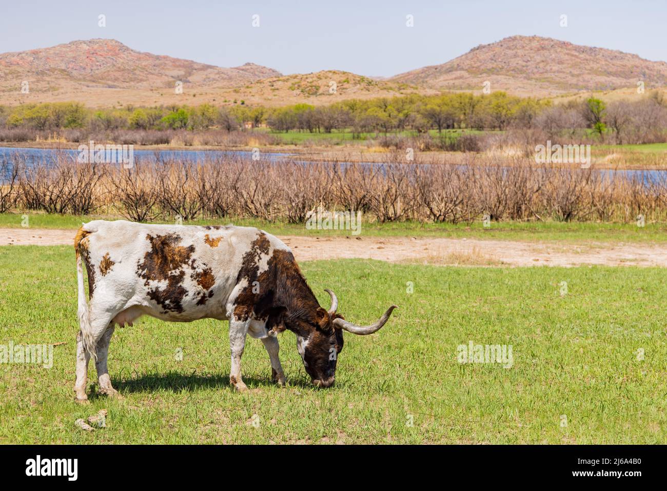Close up shot longhorn cow hi-res stock photography and images - Alamy
