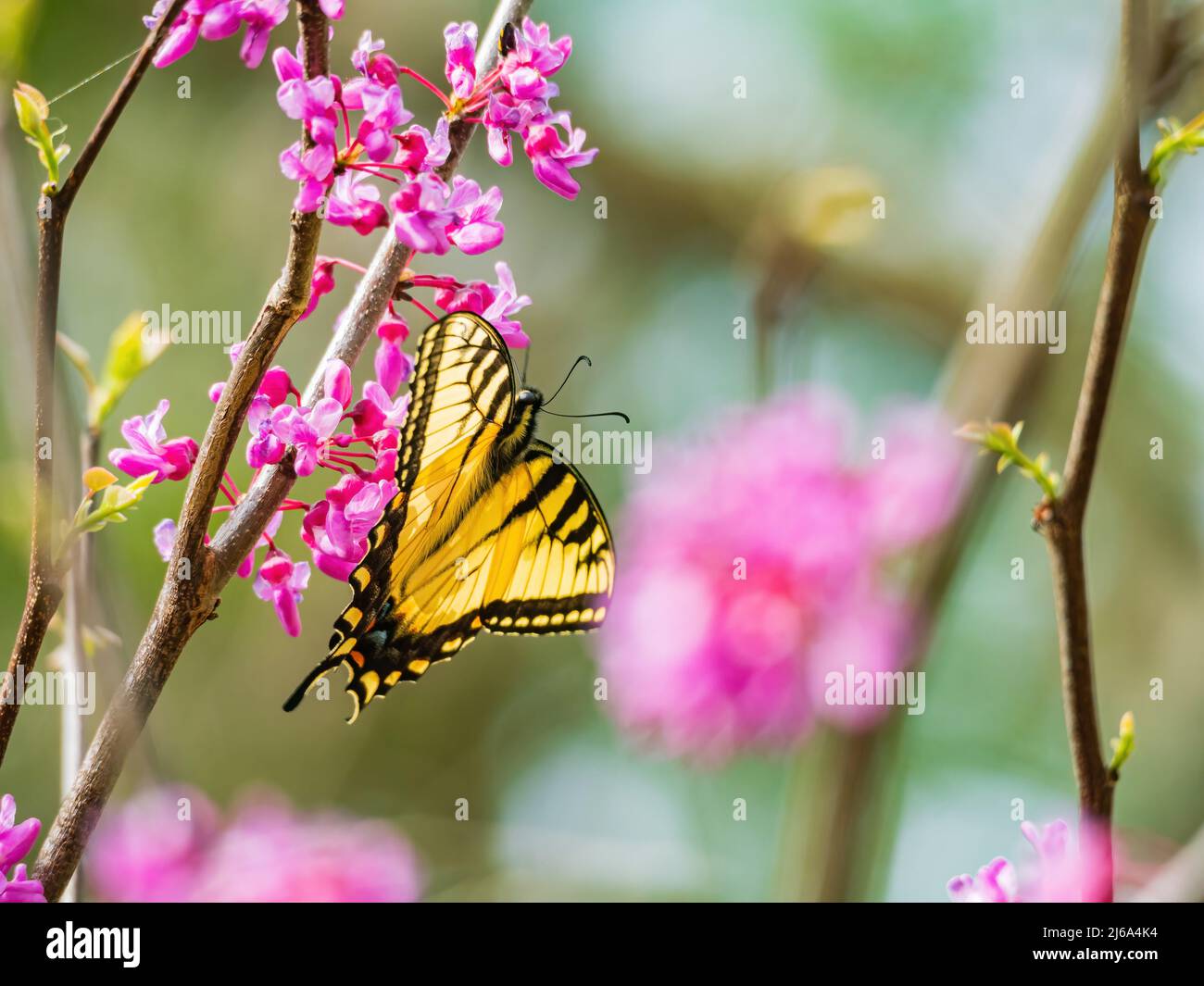 Sunny view of the Eastern tiger swallowtail eating the eastern redbud