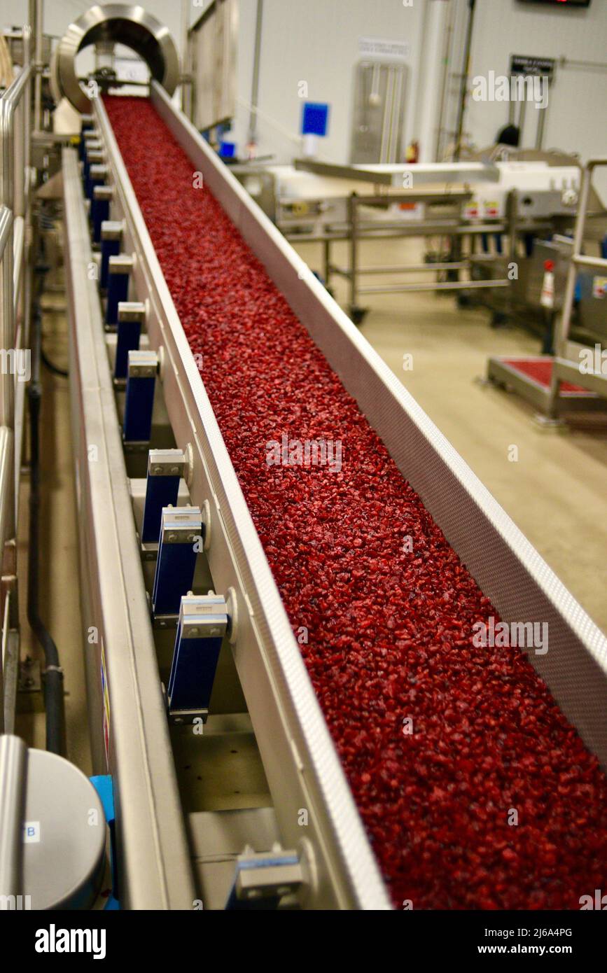 Processing of cranberries at the modern and stateoftheart Ocean