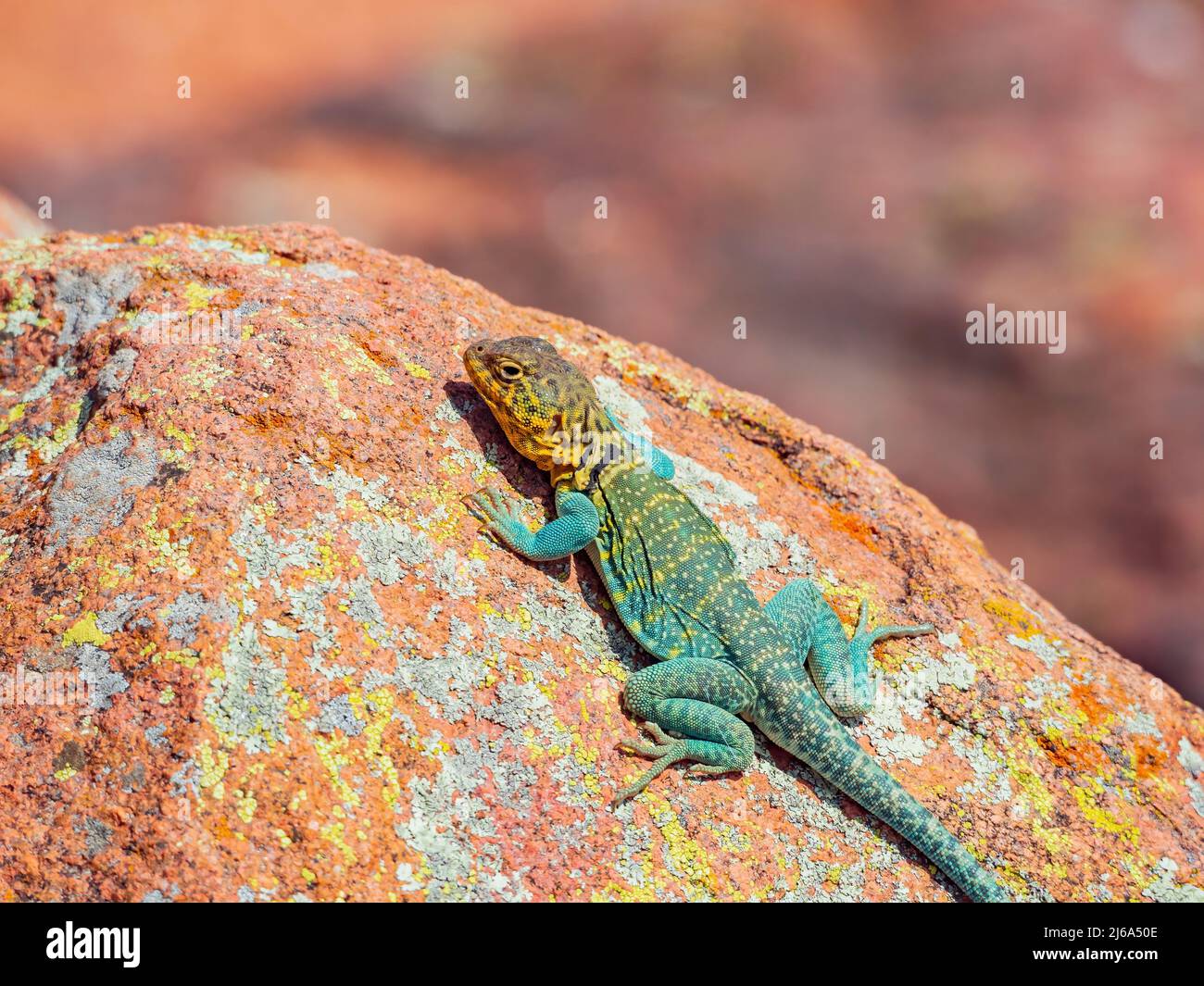 Sunny view of the Common collared lizard in The Holy City of the