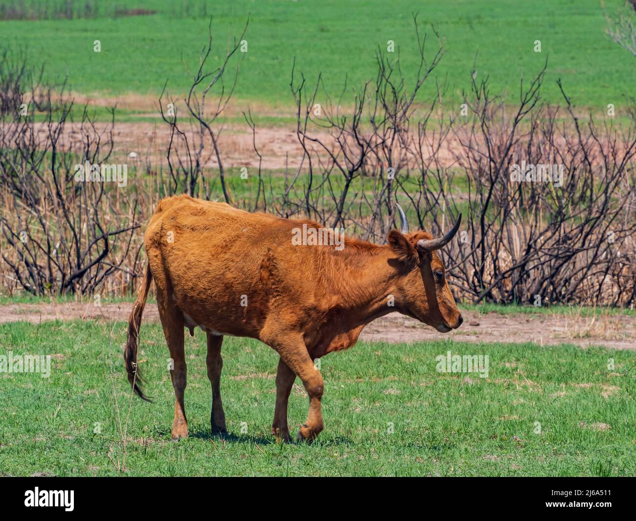 Close up shot longhorn cow hi-res stock photography and images - Alamy