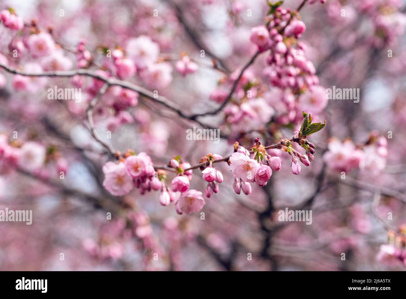 Branch cherry blossom close hi-res stock photography and images - Alamy