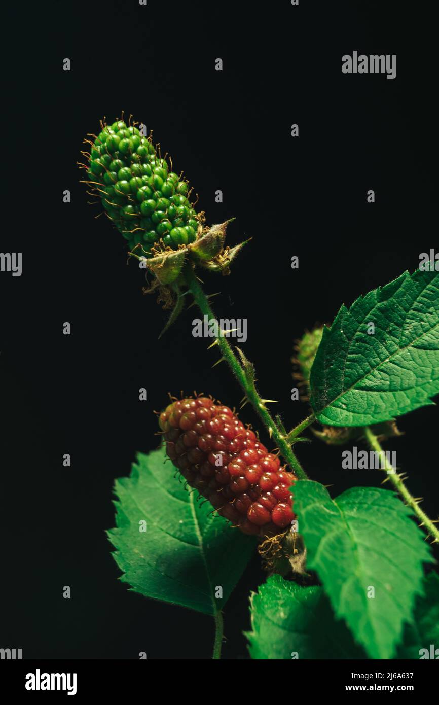 Close up of beautiful Blackberry early large-fruited (Karaka Black) on a blackberry bush, on a black background. Macro photography view. Stock Photo