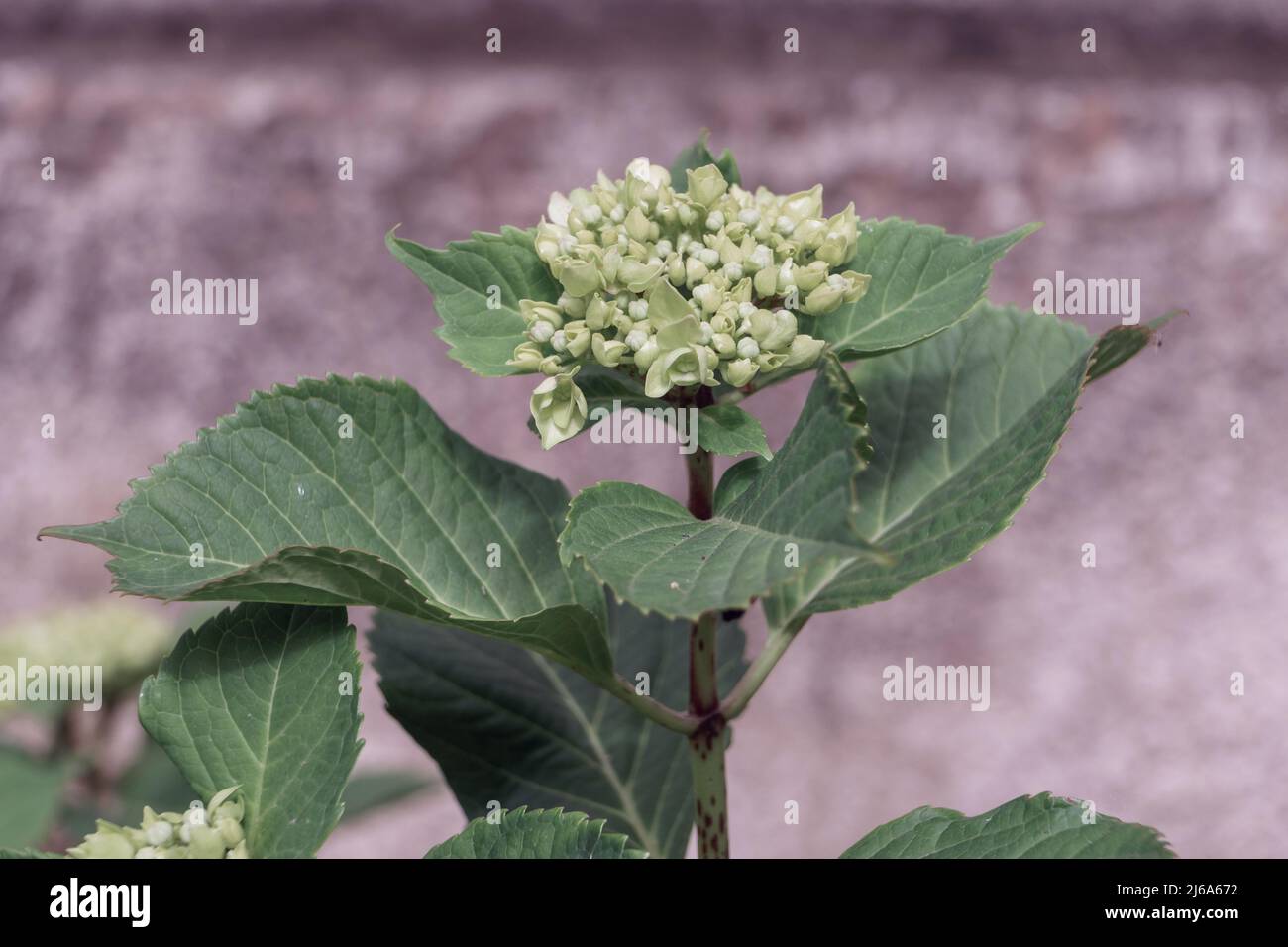 Small Hydrangea Macrophylla flower buds, also known as Bigleaf