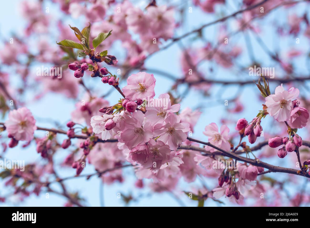 Sakura cherry blossom branch on blue sky background Stock Photo - Alamy