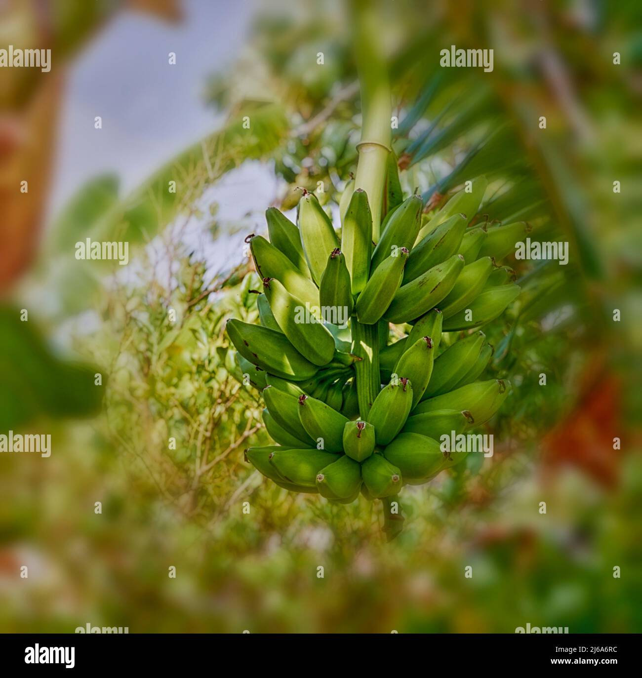 Plantain in bright Jamaican sunshine on the tree, natural food ingredient Stock Photo