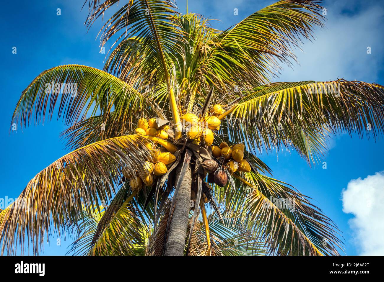 Tall coconut palm tree with coco nut fruit Stock Photo Alamy