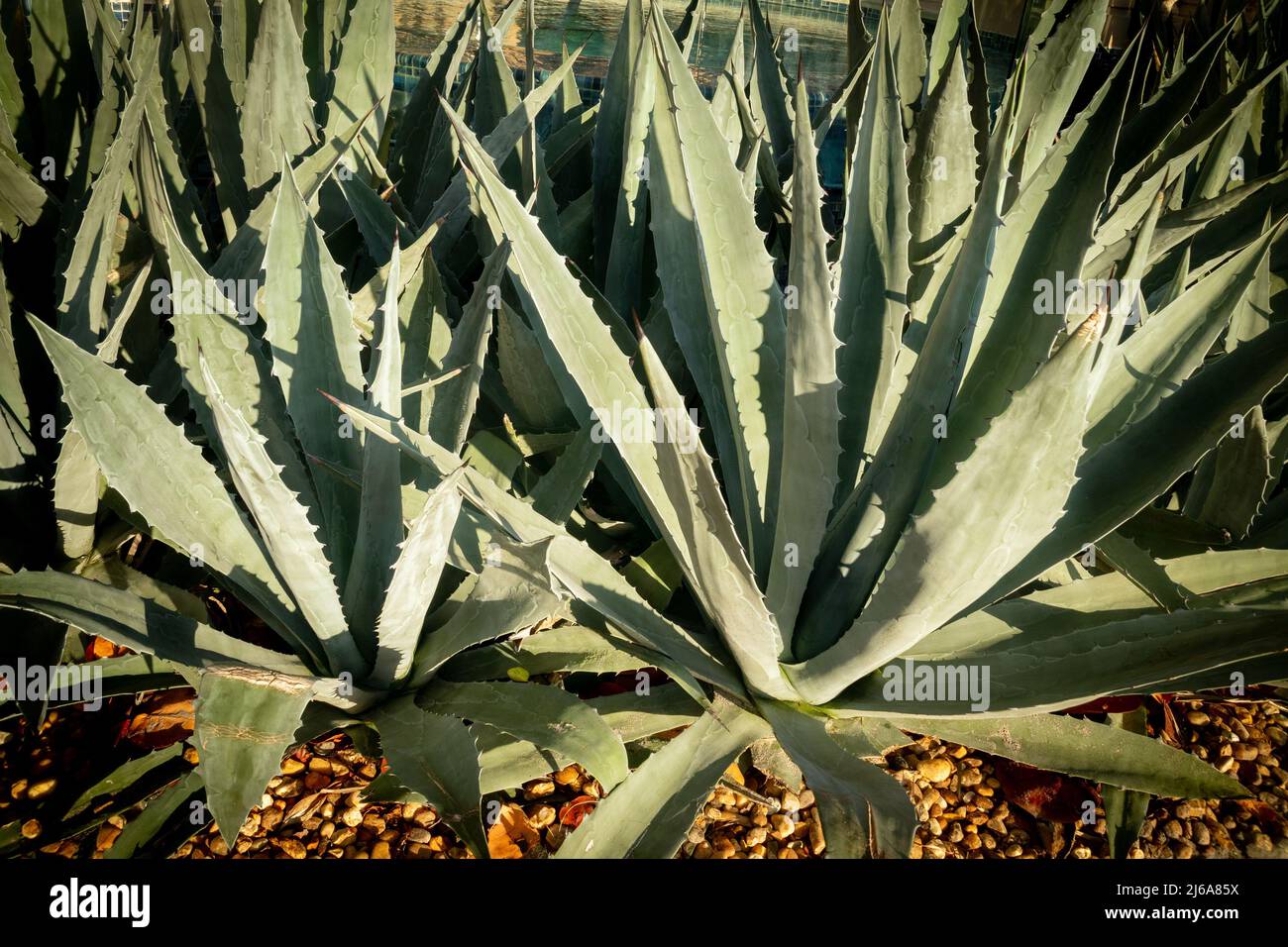 Giant aloe vera with thick leaves ornamental plant garden Stock Photo -  Alamy