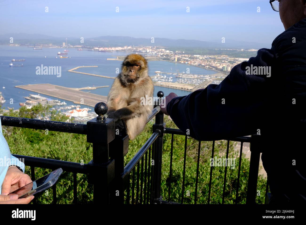 A Barbary Ape looking indifferently at a tourist trying to fist pump him in Gibraltar Stock Photo